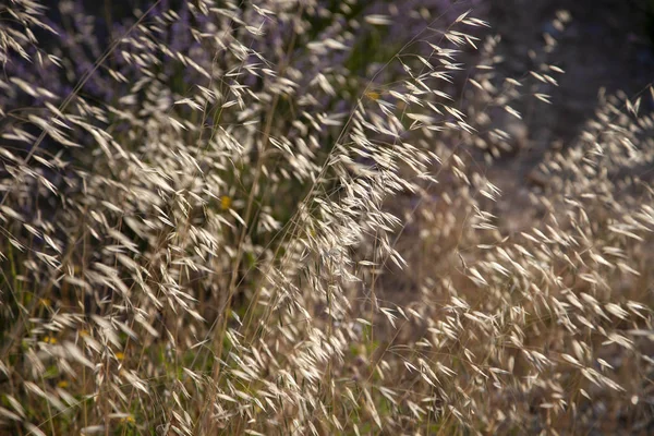 Plantas delicadas en un prado — Foto de Stock