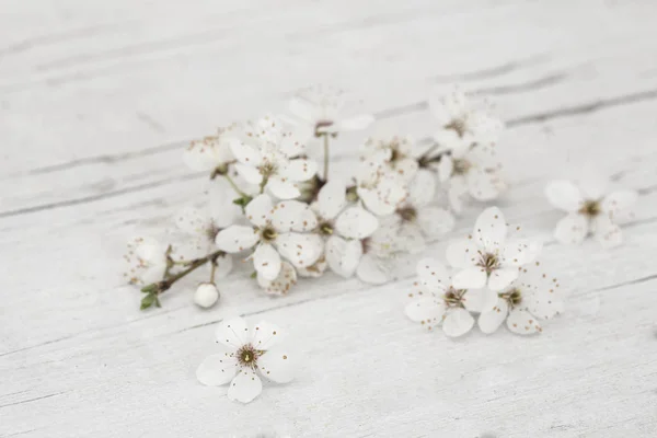 Biały kwiat wiśni na starym drewnie — Zdjęcie stockowe