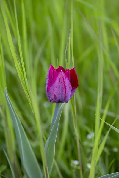 Enkel rosa tulpan över grön gräs — Stockfoto