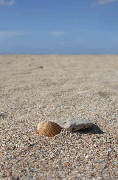 Praia vazia com concha e seixo — Fotografia de Stock