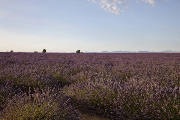 Fleurs De Lavande En Provence Sud De La France — Photo