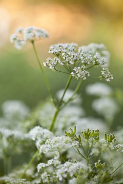 Hassas Beyaz Maydanoz. Yakın plan.