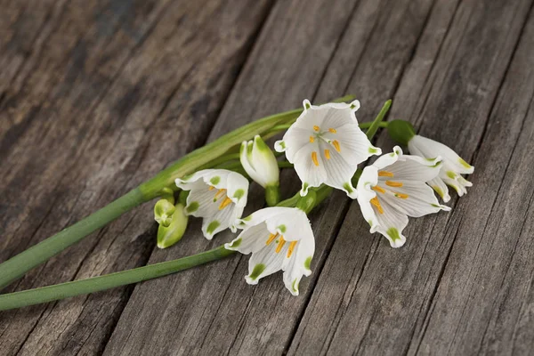 Winzige weiße Frühlingsschneeflockenblume — Stockfoto