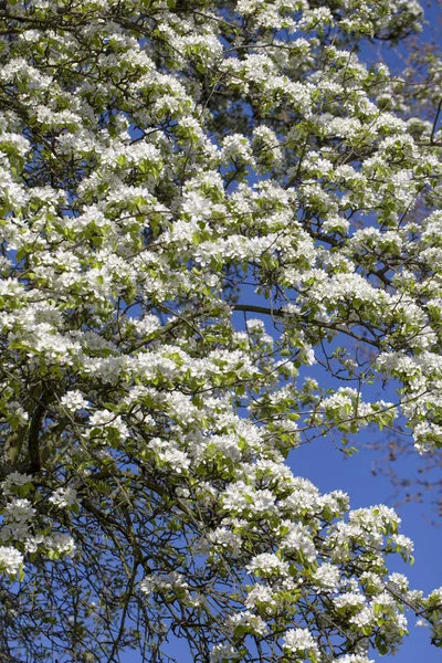 Mavi Gökteki Çiçekli Ağaç — Stok fotoğraf