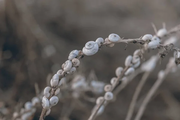 藁の上の白いカタツムリマクロ — ストック写真