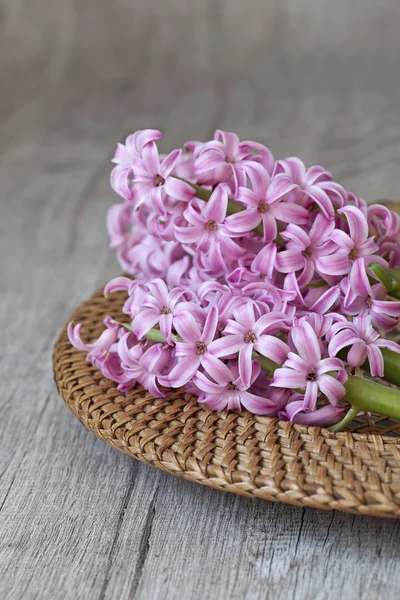 Pembe Sümbül Bahar Çiçeği Yakın plan — Stok fotoğraf
