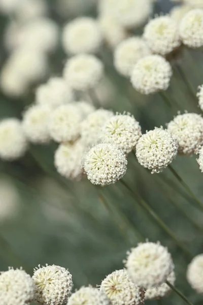 Zarte weiße Gartenblumen aus nächster Nähe — Stockfoto