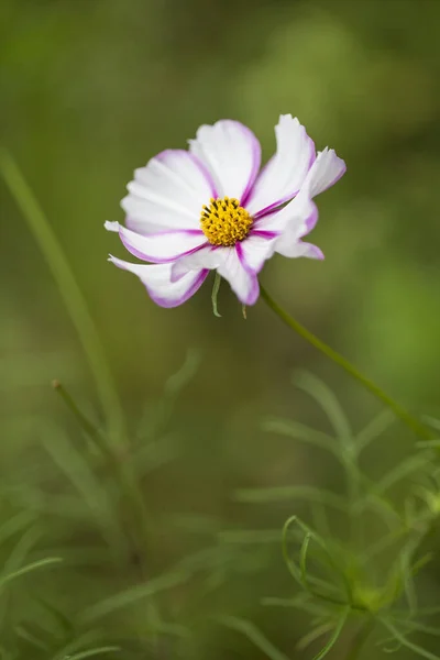 Zarte rosa weiße Kosmetikblume — Stockfoto