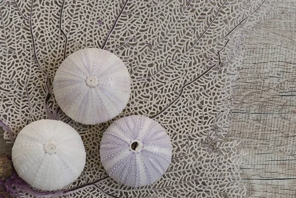 Marítimo ainda vida com Sea Urchin Shell — Fotografia de Stock