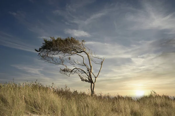 Dramatic Baltic Sea Sunset With Tree — Stock Photo, Image