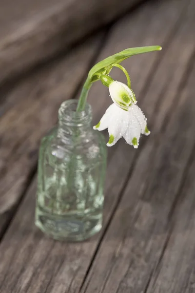 Winzige weiße Frühlingsschneeflockenblume — Stockfoto