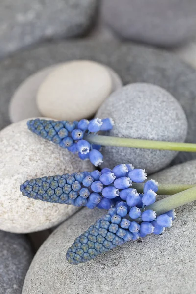 Flor de jacinto de uva azul Muscari — Fotografia de Stock