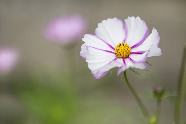 Delicate Pink White Cosmea Flower — Stock Photo, Image
