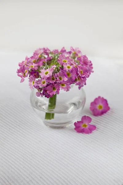 Cute Little Pink Flower In Vase — Stok fotoğraf