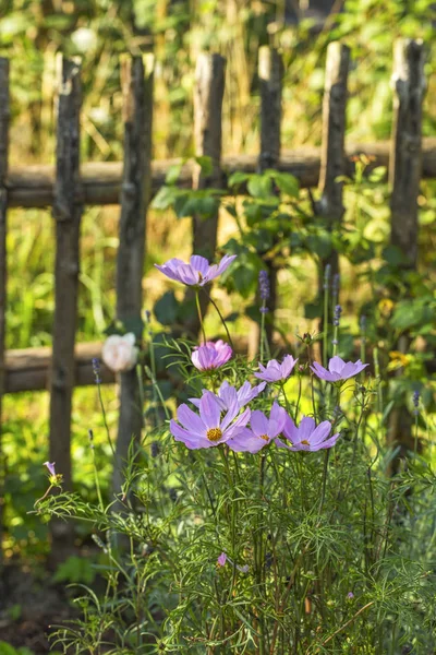 Zarte rosa Kosmetikblüten im Sonnenlicht — Stockfoto