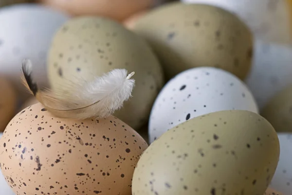 Speckled Birds Eggs Feather — Stock Photo, Image