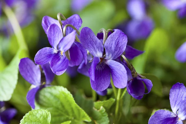 Gros Plan Jolies Petites Fleurs Violettes Une Fleur Traditionnelle Début — Photo