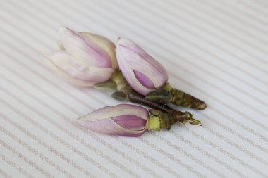 Pembe çizgili arka planda manolya çiçekleri, tebrik kartı, hediye kutusu ya da takvim için mükemmel.