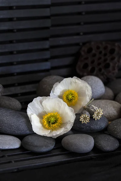 Flower Arrangement Zen Style Pebble White Anemone Flowers Black Background — Stock Photo, Image