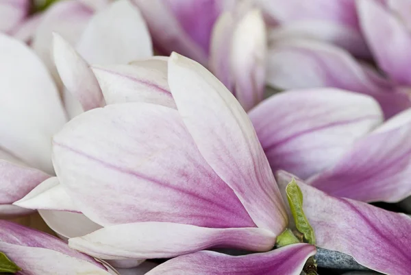 Mükemmel Pembe Manolya Çiçeklerine Yakın Çekim — Stok fotoğraf