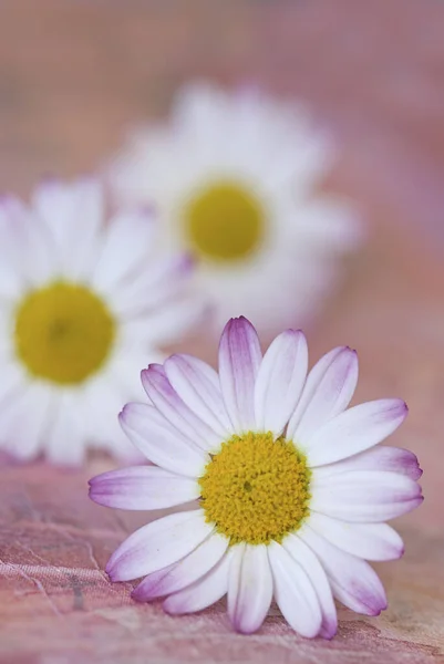 Pretty Whit Daisy Flowers Textured Background — ストック写真