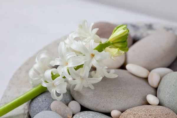 Çakıl Taşlı Küçük Beyaz Bahar Çiçeği Düzenlemesiyle Hayat — Stok fotoğraf