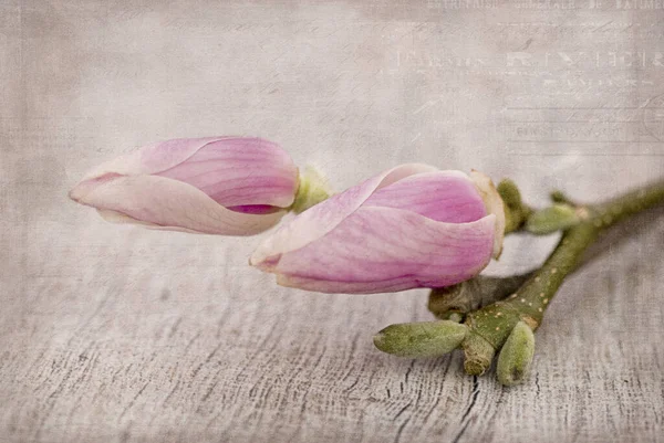 Sot Rose Magnolia Fleurs Sur Surface Bois Gris — Photo