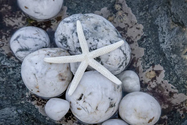 Hvězdice Zblízka Bílém Kameni Pláži — Stock fotografie