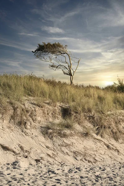 Drzewo Wiatrem Wydmach Morza Bałtyckiego Romantycznym Zachodem Słońca — Zdjęcie stockowe