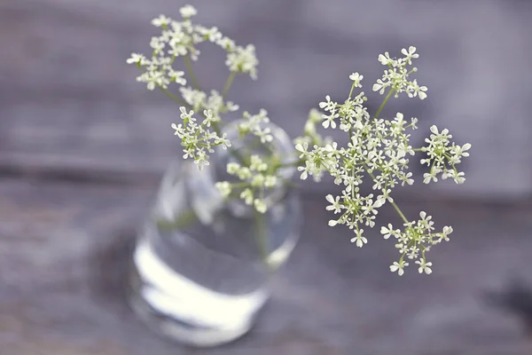 小玻璃瓶里的白色草甸欧芹 — 图库照片