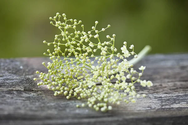 Lot Fleurs Sureau Blanches Sur Une Vieille Table Rustique — Photo