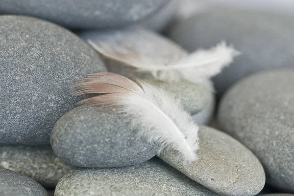 Zen Style Feather Still Life — Fotografie, imagine de stoc