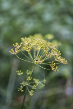 Fragile Flower Across Green Plants