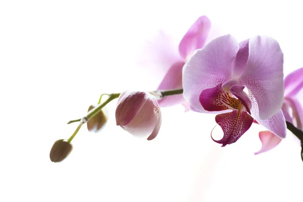 Закрыть розовые орхидеи — стоковое фото