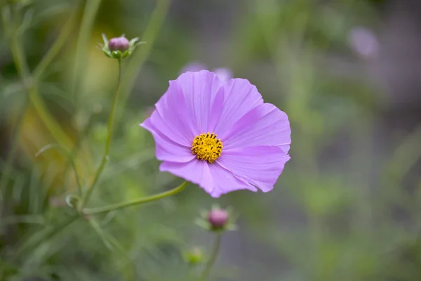 Delicate Single Pink Cosmea Flower — Stock Photo, Image
