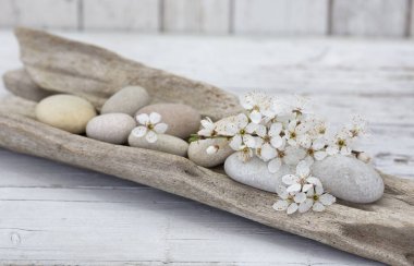 White Cherry Blossom On Driftwood