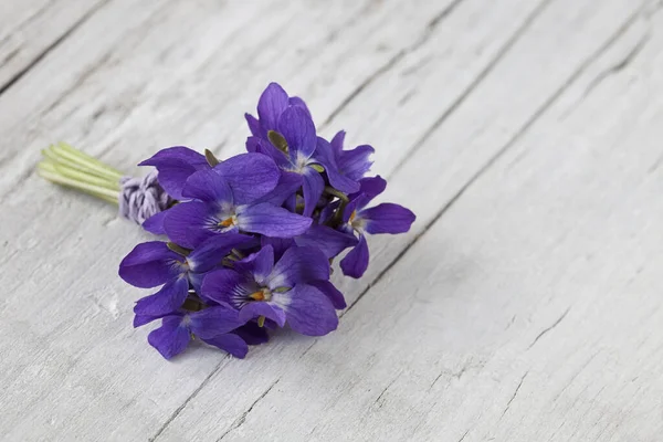 Flores violetas púrpuras de cerca —  Fotos de Stock