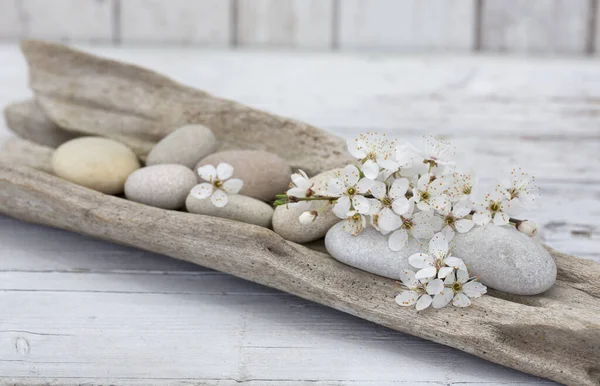 White Cherry Blossom On Driftwood — Stok fotoğraf