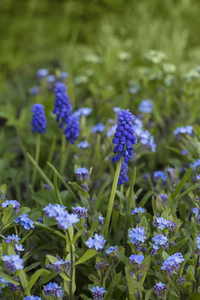 Blue Forget Me Not And Muscari Flowers — Zdjęcie stockowe