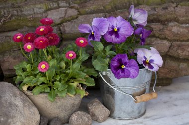 kırmızı papatya çiçekleri ve kaplarda mor hanım evlatları