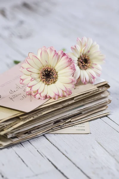 Nostalgic Still Life Gerbera Daisy Stack Old Letters Postcards White — Stock Photo, Image