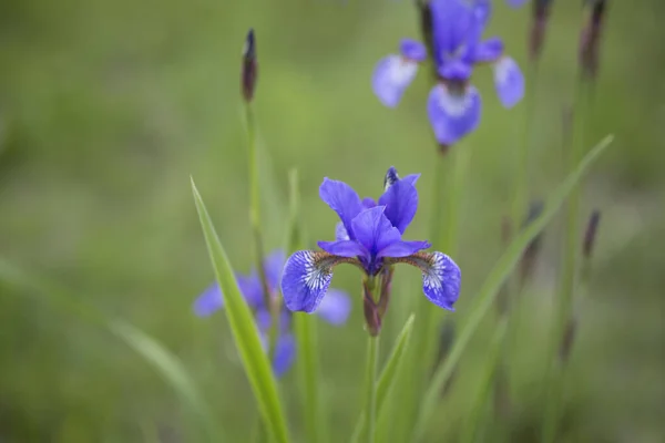 Hermosos Iris Azules Través Prado Verde Día Primavera — Foto de Stock