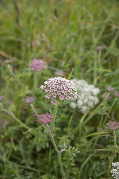 Close Delicate White Parsley Grean Meadow — Stock Photo, Image