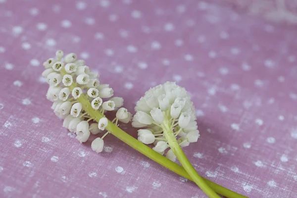 Beyaz Üzümlü Sümbül Çiçekleri Pembe Beyaz Arka Planda Fotokopi Alanı — Stok fotoğraf