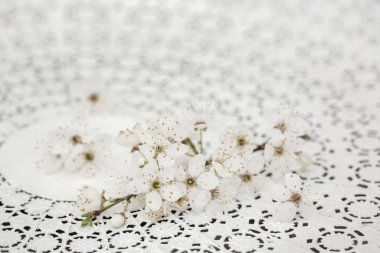 Kiraz çiçeği dekoratif dantel bir tabağa yakın.