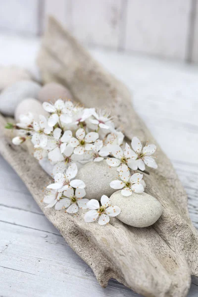 Weiße Kirschblüte Und Kiesel Auf Glattem Treibholz Perfekt Für Eine — Stockfoto