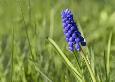 Yeşil çimenlikteki tek mavi üzüm sümbülü. Hediye paketi için mükemmel.