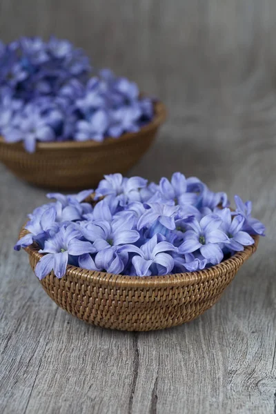 히아신스 꽃들이 — 스톡 사진