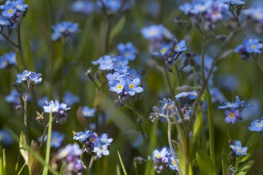 İlkbaharda güneş ışığı alan küçük unutma beni çiçekleri, bir tebrik kartı, hediye kutusu ya da takvimi için mükemmel.