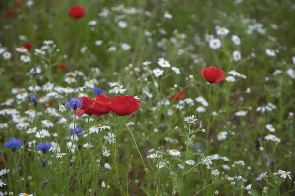 Poppy Maïs Bloemenveld Een Zomerdag — Stockfoto